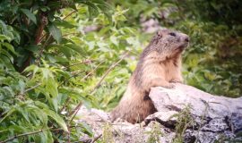 Journée pique-nique avec les marmottes