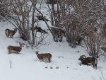 © Sortie découverte - Randonnée accompagnée en raquettes : Les mouflons de la Montagne de Uble - ecolorado
