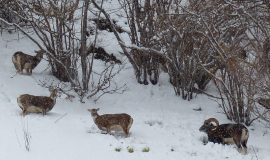Sortie découverte - Randonnée accompagnée en raquettes : Les mouflons de la Montagne de Uble