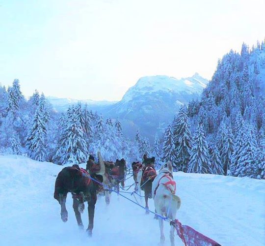 chiens de traineau - Praz de Lys Sommand