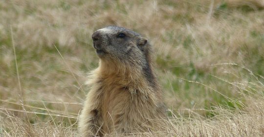 Marmotte - Praz de Lys Sommand