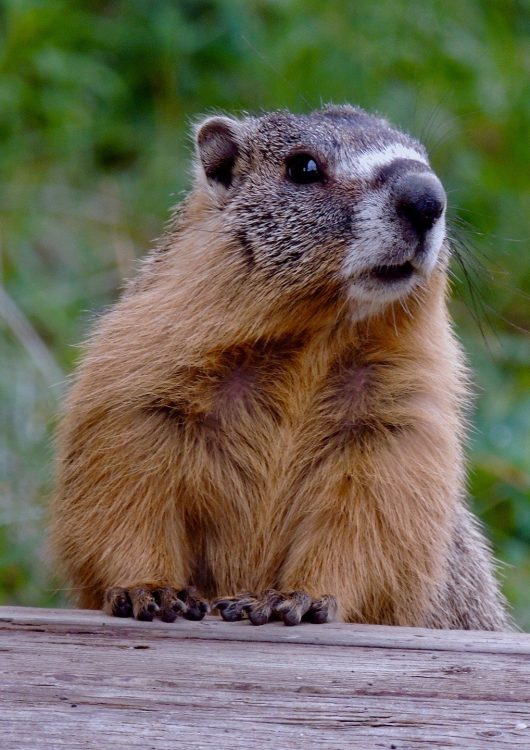 Marmotte - Praz de Lys Sommand