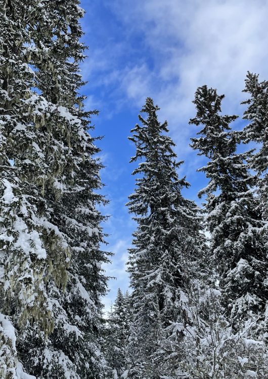 Forêt d'Ima - Praz de Lys Sommand