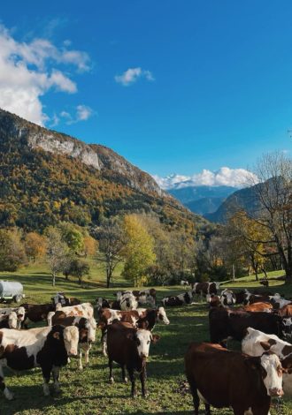 Automne 2 - Praz de Lys Sommand