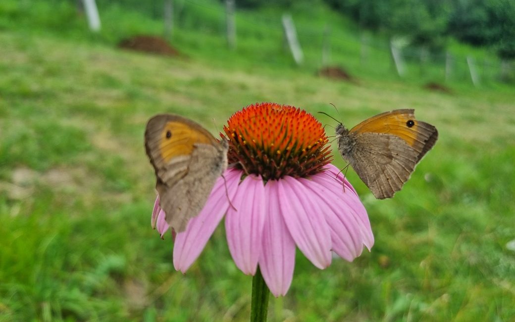 Echinacée&Papillon